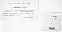 Phomopsis piceae image